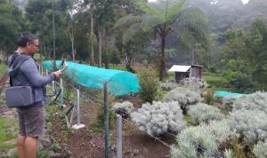 Warga Pacet Cianjur Berhasil Budidaya Edelweis di Kaki Gunung Gede