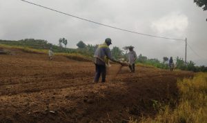 Bibit Sayur dan Pupuk Naik, Petani di Cianjur Minta Pemerintah Cek ke Lapangan