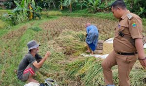 Masih Cukup, Stok Beras di Gudang Bulog Cianjur 1.500 Ton