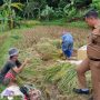 Masih Cukup, Stok Beras di Gudang Bulog Cianjur 1.500 Ton