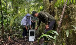 TNGGP Lepas Liarkan Kukang Jawa ke Habitat Asalnya di Kawasan Taman Nasional