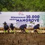 Peringati Dua Dekade Gerakan APU PPT Indonesia, BRI dan PPATK Tanam 10.000 Mangrove di Bali