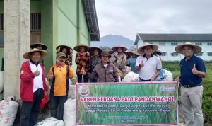 PT CSM Panen Perdana Padi Pandanwangi