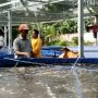 Kelompok Pembudidaya Ikan Nila di Cibeber Terima Bantuan Bioflok