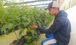 Petani Cabai Keluhkan Mahalnya Harga Pupuk
