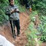 Puluhan Pohon Ganja Ditemukan di Cianjur, Ini Lokasinya 