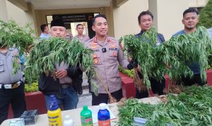 Ratusan Pohon Ganja Ditemukan di Lahan Seluas 10 hektare di Campaka, Ini Ukurannya