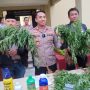 Ratusan Pohon Ganja Ditemukan di Lahan Seluas 10 hektare di Campaka, Ini Ukurannya