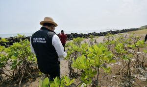 Jabar Gencarkan Penanaman Jutaan Bibit Mangrove di Pesisir Utara