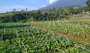 Petani Hortikultura Sambut Baik Kenaikan Harga Sayuran