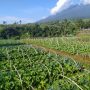 Petani Hortikultura Sambut Baik Kenaikan Harga Sayuran