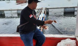 Petani Ikan KJA Terancam Merugi, Harga Jual Ikan Mas Anjlok dan Pakan Mahal