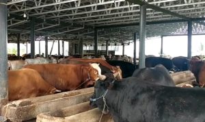 Puluhan Ekor Sapi di Cianjur Mati Akibat PMK