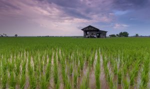 Digawangi Kementerian Pertanian, Ini Empat Pilar Memuluskun Untuk Food Estate