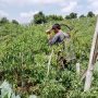 Petani Cabai di Cianjur Keluhkan Harga Jual Turun Drastis