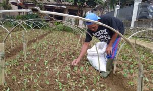 Harga Jual Sayuran dari Tangan Petani Anjlok, Pakcoy Rp300 Per Kilogram