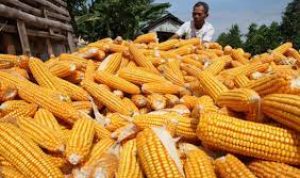 Hasil Jagung Sindangbarang Cianjur Mampu Dijual hingga Jateng dan Jatim