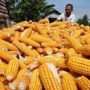 Hasil Jagung Sindangbarang Cianjur Mampu Dijual hingga Jateng dan Jatim