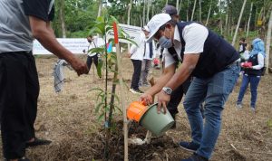 PLN Peduli Dukung Pengembangan Agroforestry, Tingkatkan Dampak Positif Penghijauan