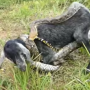 Viral Sekelompok Bocah Berusaha Selamatkan Anak Kambing dari Lilitan Ular Piton