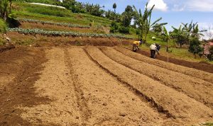 Warga Kembali Beraktivitas di Kebun Pascagempa