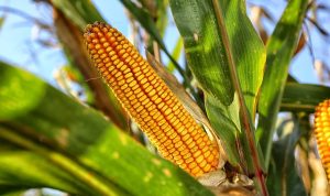 5 Manfaat Jagung Untuk Kesehatan, Menjadi Makanan Wajib Tahun Baru