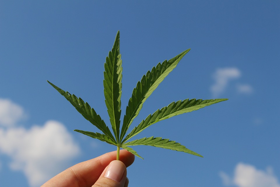 7000 Anak di Amerika Serikat Tak Sengaja Konsumsi Ganja. (pixabay)