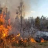 Kemarau dan kekeringan panjang dapat menyebabkan munculnya titik api. Selain itu, tak sedikit pula kebakaran hutan akibat ulah manusia untuk tujuan alih fungsi lahan.Kebakaran hutan memberi banyak kerugian bagi masyarakat terutama petani hutan