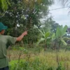 Angin Kencang Hantui Warga di Kaki Gunung Gede Pangrango.