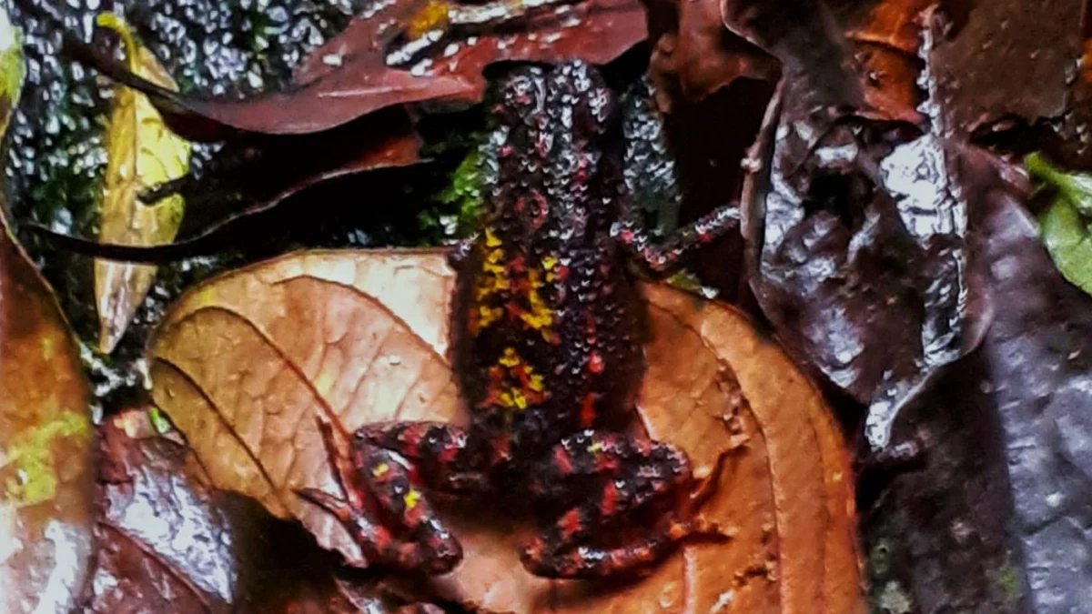 Spesies langka Kodok darah ditemukan di Gunung Gede Pangrango. (job)