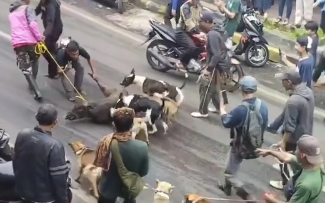 Viral Babi Hutan Lari ke Pusat Pertokoan di Cianjur. (tangkapan layar)