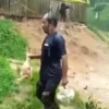 Ribuan ayam mati diterjang banjir bandang. (tangkapan layar)