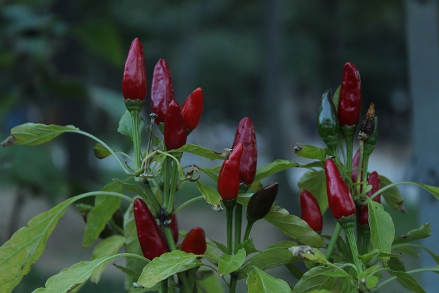 Jarak Menanam Cabe Rawit Biar Cepat Tumbuh