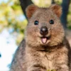 Quokka Hewan Paling Bahagia di Dunia