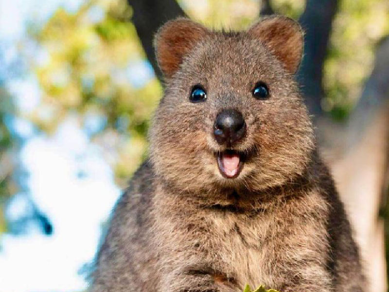 Quokka Hewan Paling Bahagia di Dunia