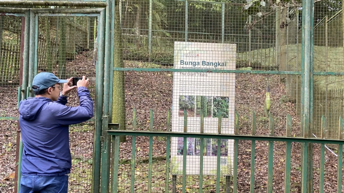 Libur Lebaran Nanti Bunga Bangkai Mekar di Kebun Raya Cibodas Cianjur. (zan)