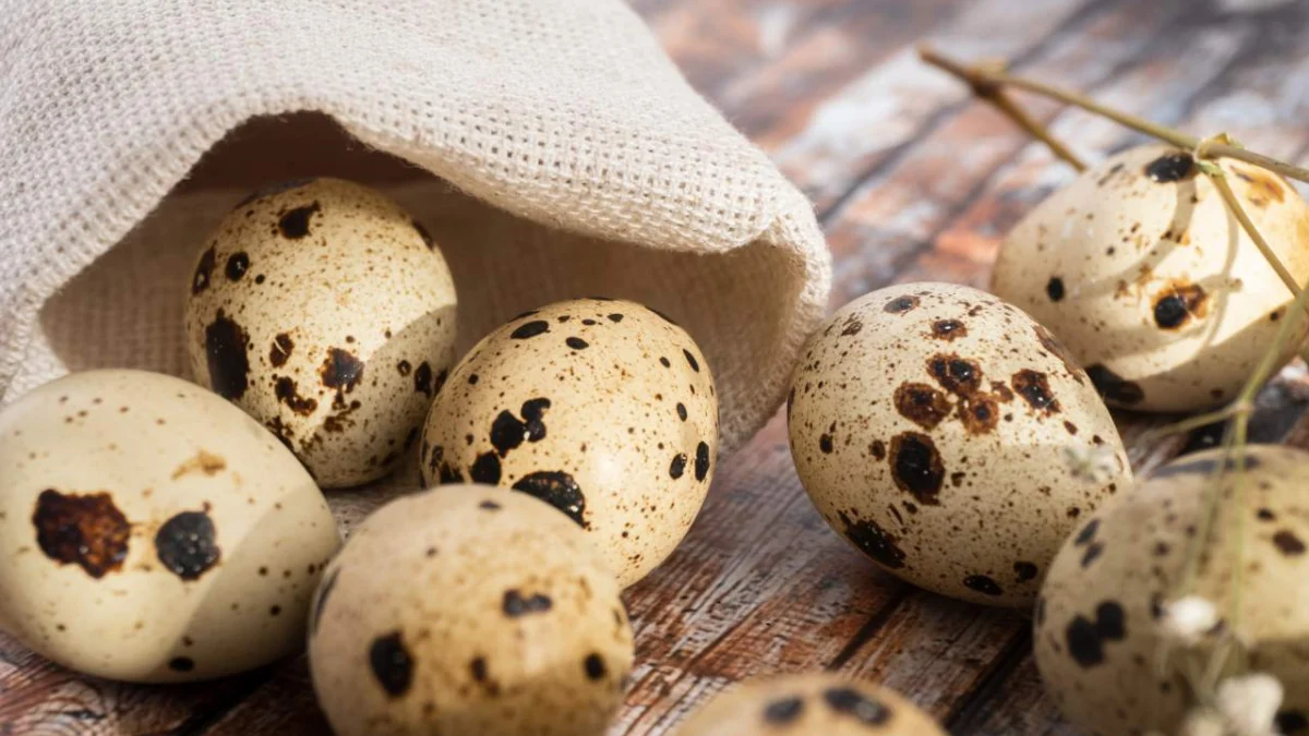 Manfaat Telur Puyuh Baik Untuk Kesehatan