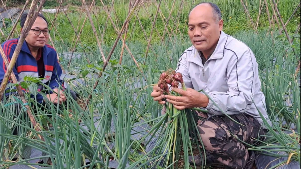 Lima Hektare Lahan Bawang Merah dan Cabai Siap Panen Jelang Idul Fitri BAWANG MERAH