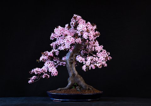 10 Jenis Tanaman Yang Bisa Dijadikan Bonsai 'Gampang Banget'