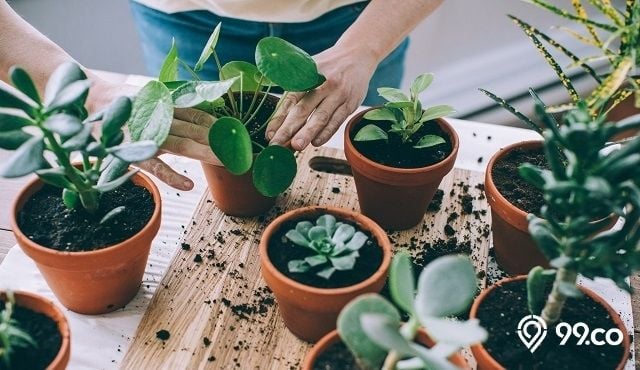 Rekomendasi Dekorasi Rumah Dengan Menggunakan Tanaman Hias Kecil