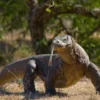 Empat Misteri Kadal Buas Komodo