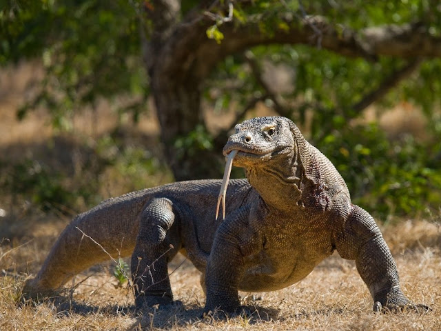 Empat Misteri Kadal Buas Komodo