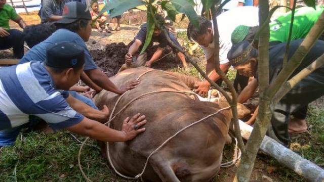 Tata Cara Menyembelih Hewan Kurban yang Wajib Diketahui!