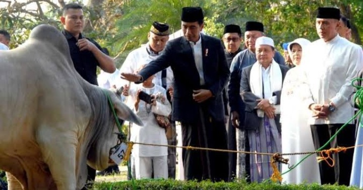 8 Nama Unik Sapi Kurban Presiden Jokowi