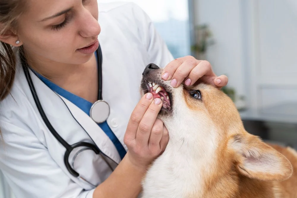 Nol Kasus Rabies, Pemda Provinsi Jabar Tetap Waspada