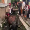 Sapi Ngamuk Lompat Ke Sungai saat Akan Disembelih