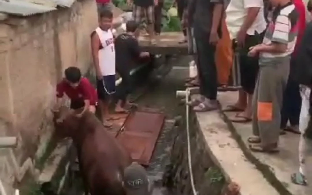 Sapi Ngamuk Lompat Ke Sungai saat Akan Disembelih