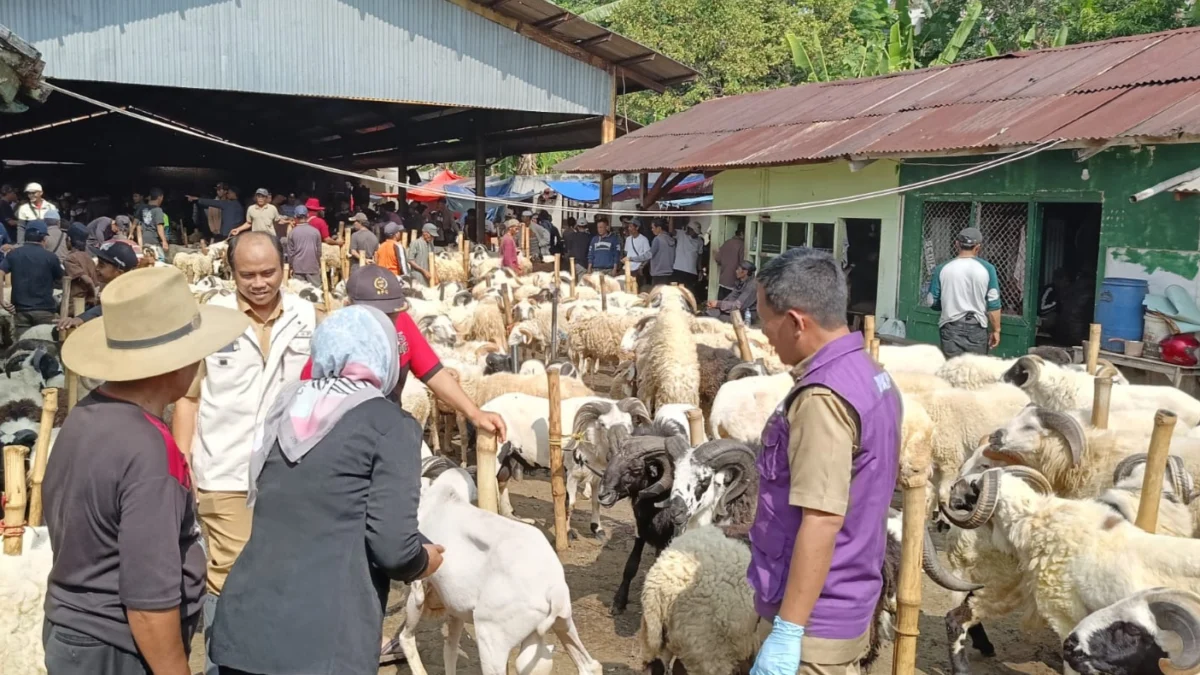 Jelang Idul Adha, Ribuan Ekor Hewan di Cianjur Diperiksa Kesehatannya