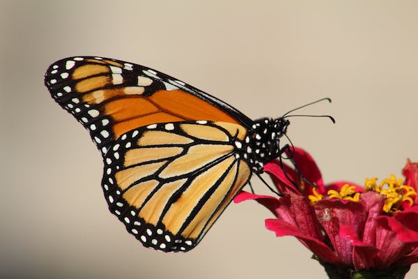 Arti Istilah Butterfly in the Stomach