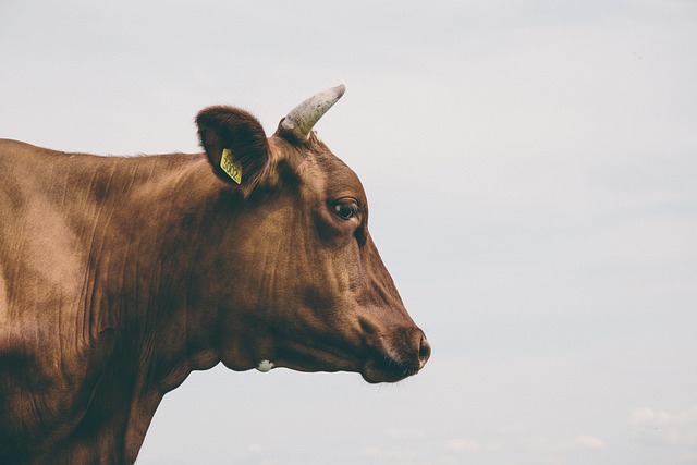 Sapi menangis saat kurban